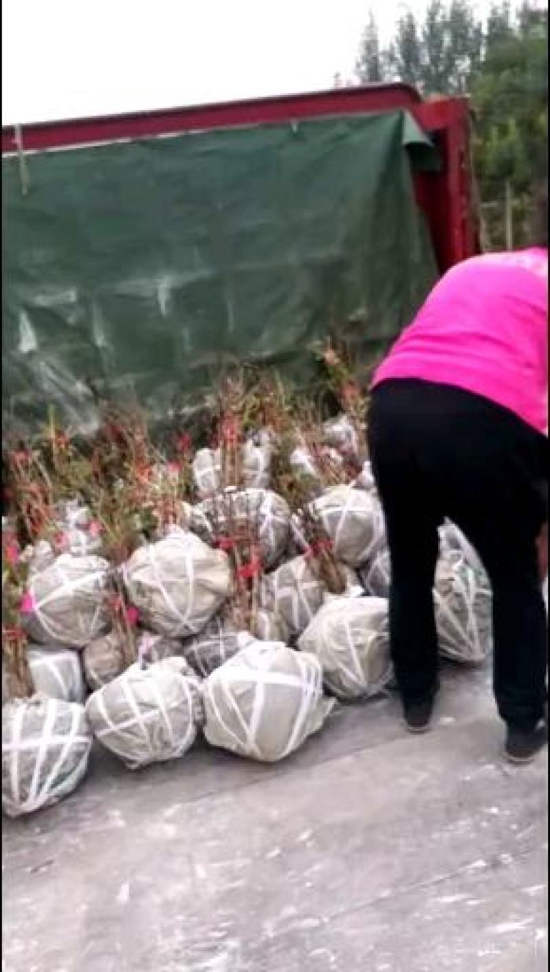 观赏品种牡丹与芍药1一一4年生成品:质量品种花型艳色最后