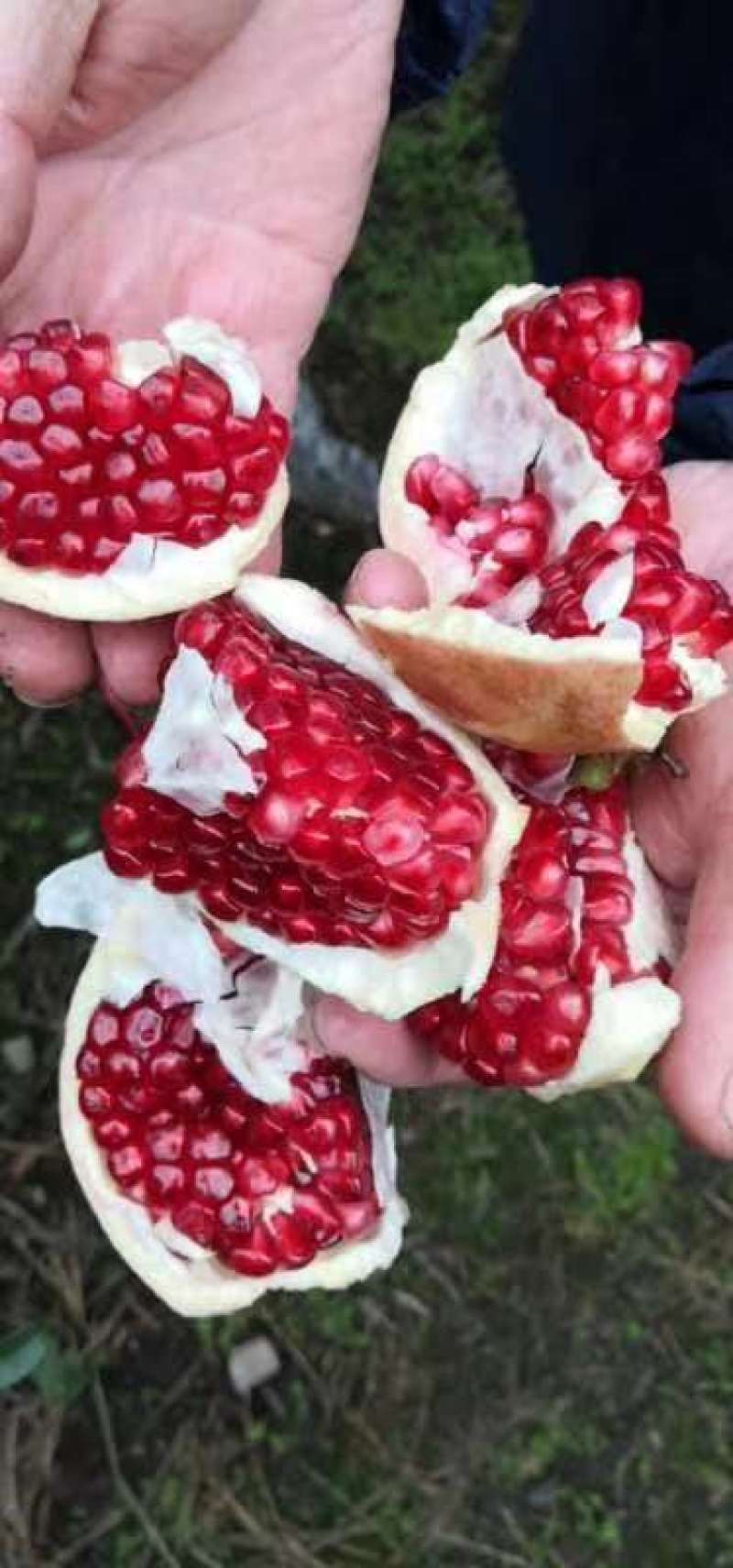 石榴优质石榴成熟抓紧采购，保证质量货源充足