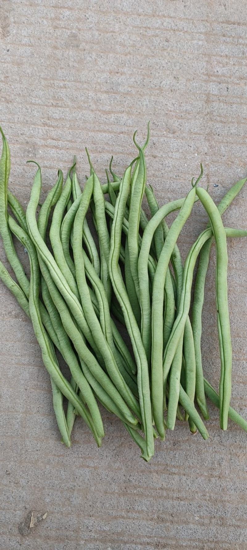 优质圆茄尖椒圆椒豆王大量上市