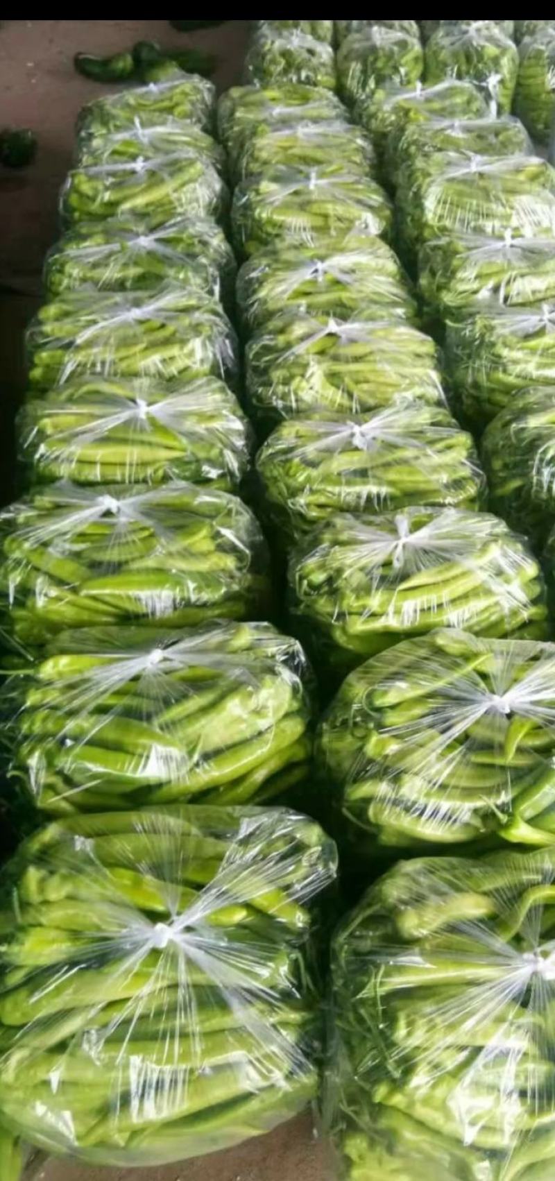 优质圆茄尖椒圆椒豆王大量上市