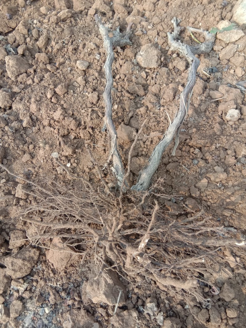 占地葡萄树，大量有货，包成活率免费技术指导