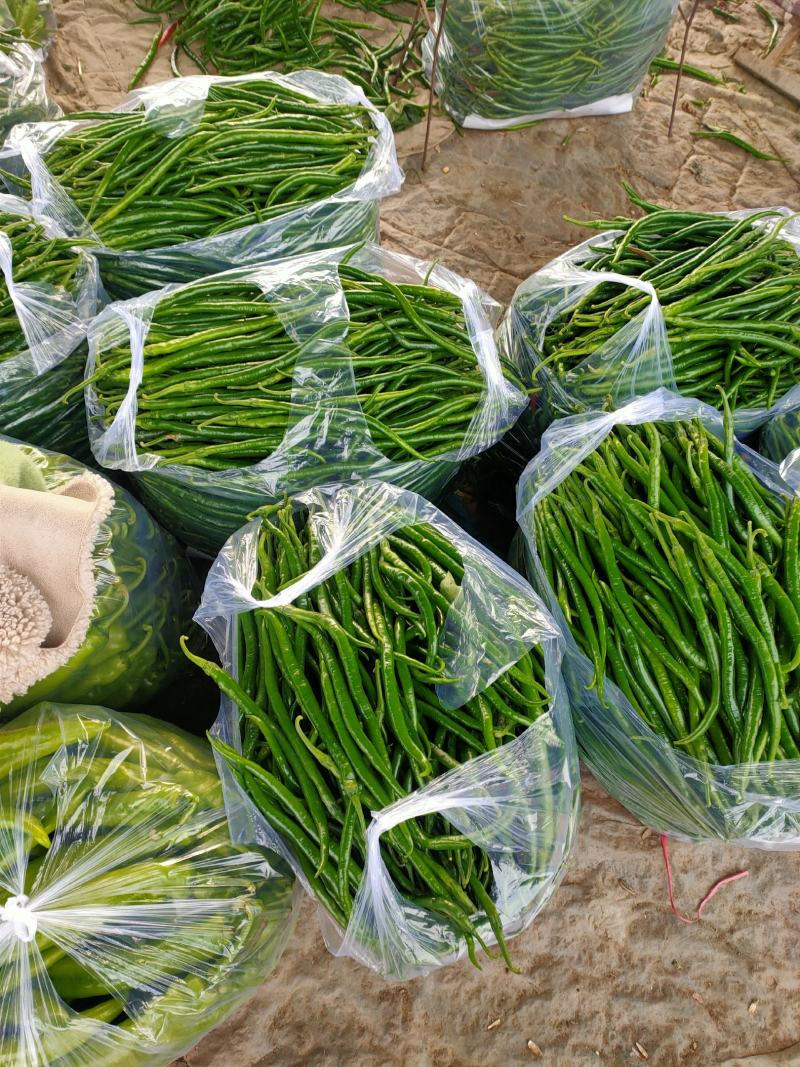 优质圆茄尖椒圆椒豆王大量上市