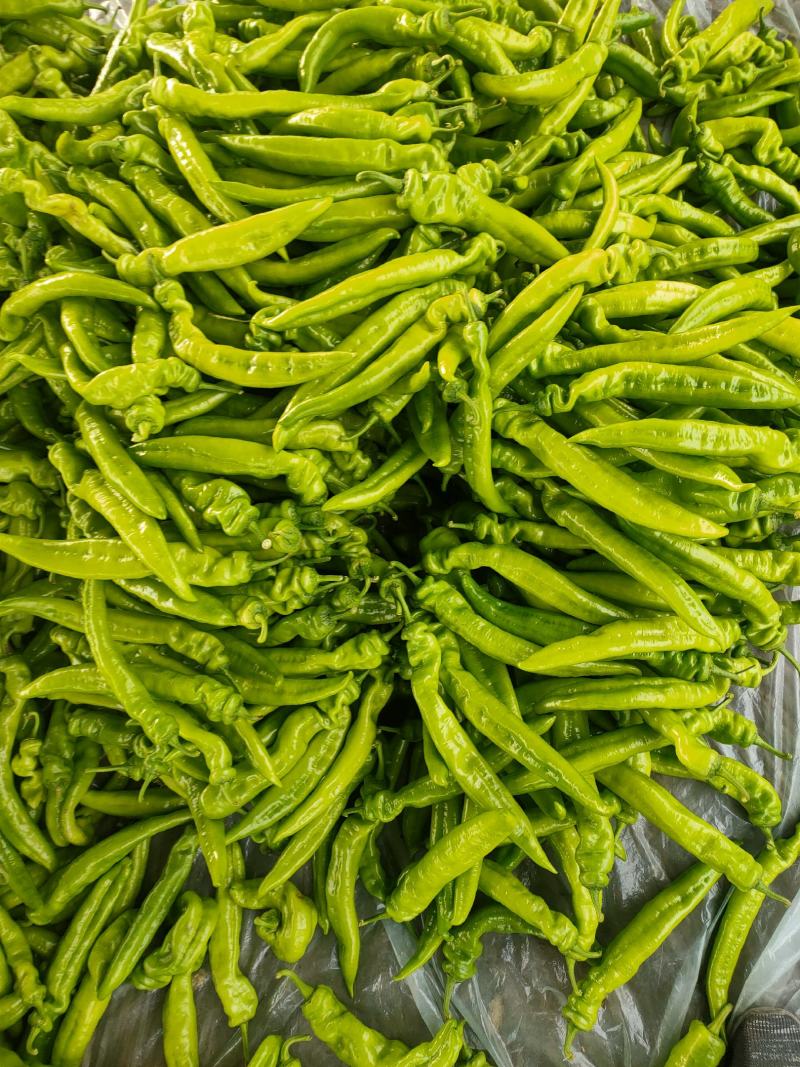 优质圆茄尖椒圆椒豆王大量上市