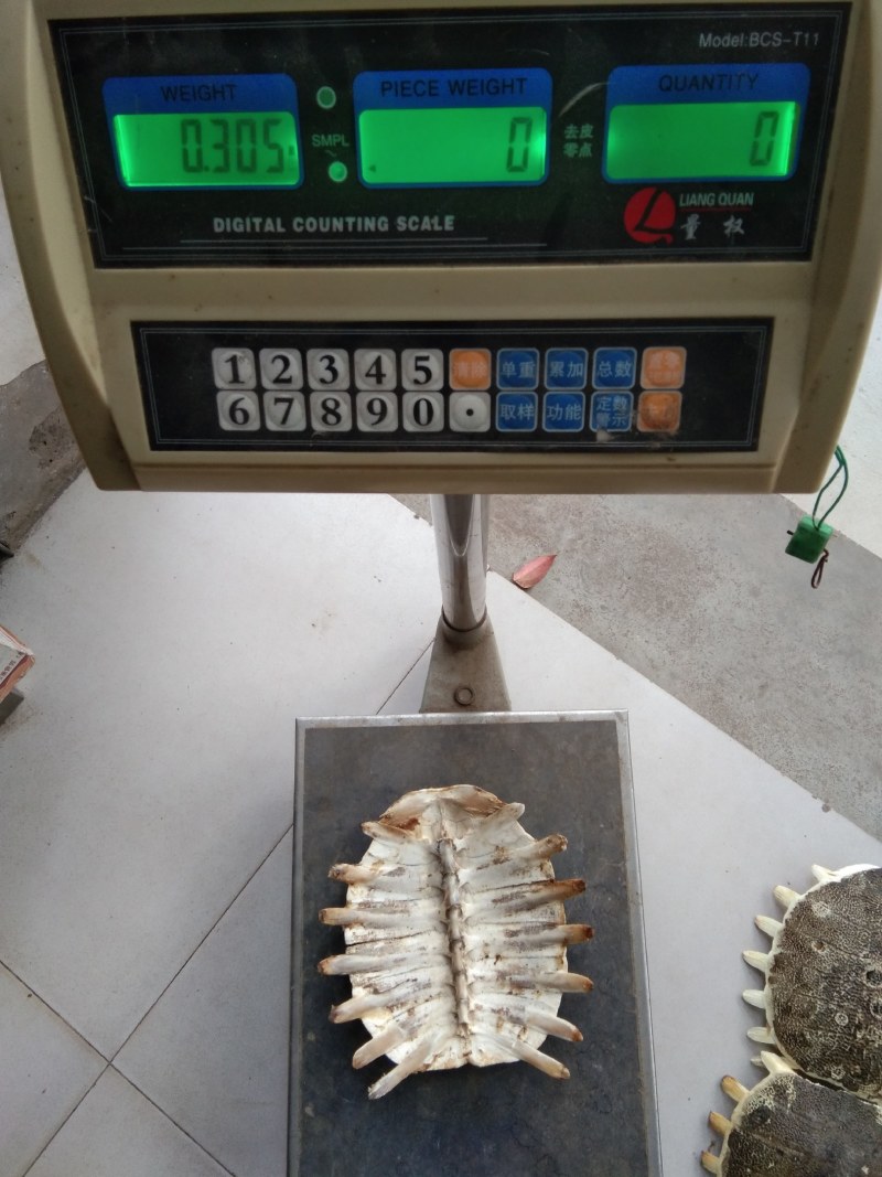 甲鱼壳，鳖甲个子(水洗净货、通货)