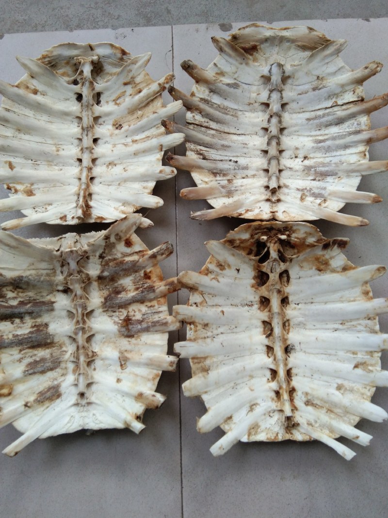 甲鱼壳，鳖甲个子(水洗净货、通货)