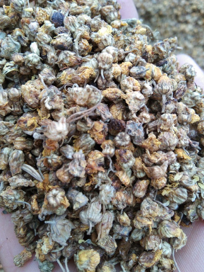 野菊花早期小颗粒