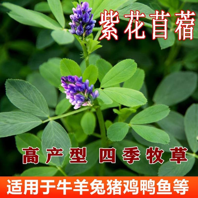紫花苜蓿种子猪牛羊兔鱼饲料鸡鸭鹅多年生四季南方北方