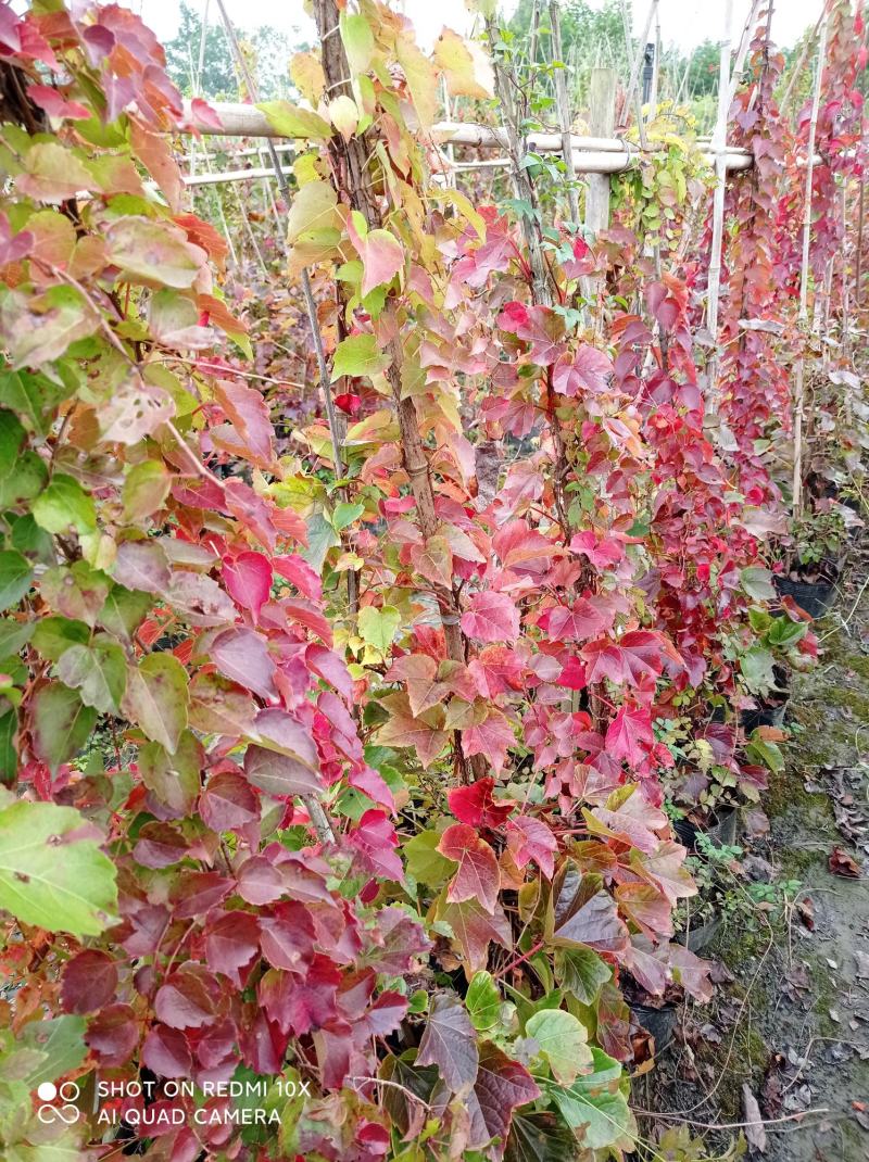 成都本地货，雪里红三叶爬山虎，2米3米都有