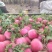 大萝卜上市了有收的联系我