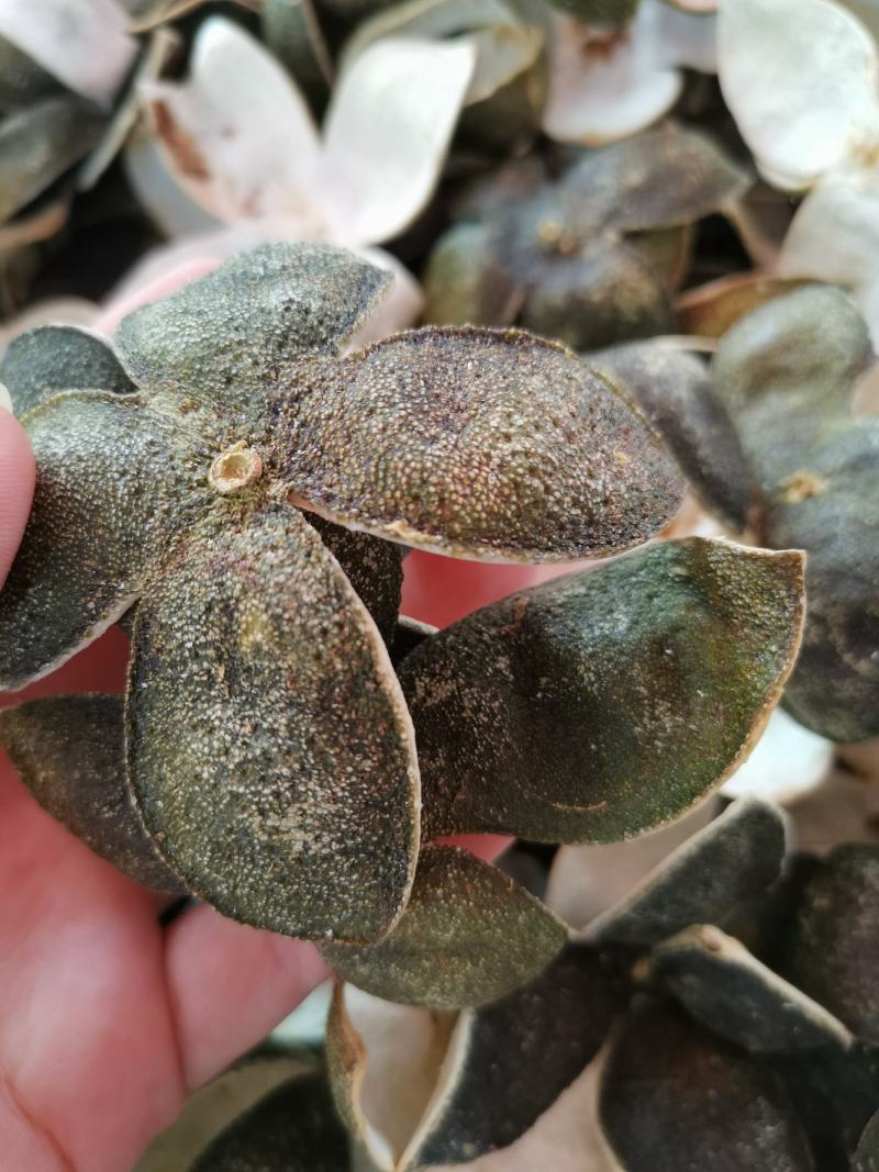 青皮丝无硫净货青皮丝四花青皮丝产地直销量大从优