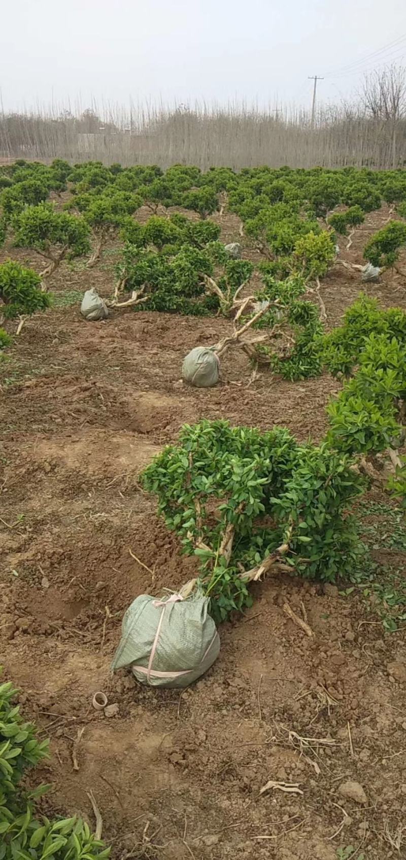 金银花盆景老桩，批发零售