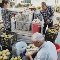 [精选]纸袋晚秋黄梨大量上市对接各大电商市场档口罐头果汁