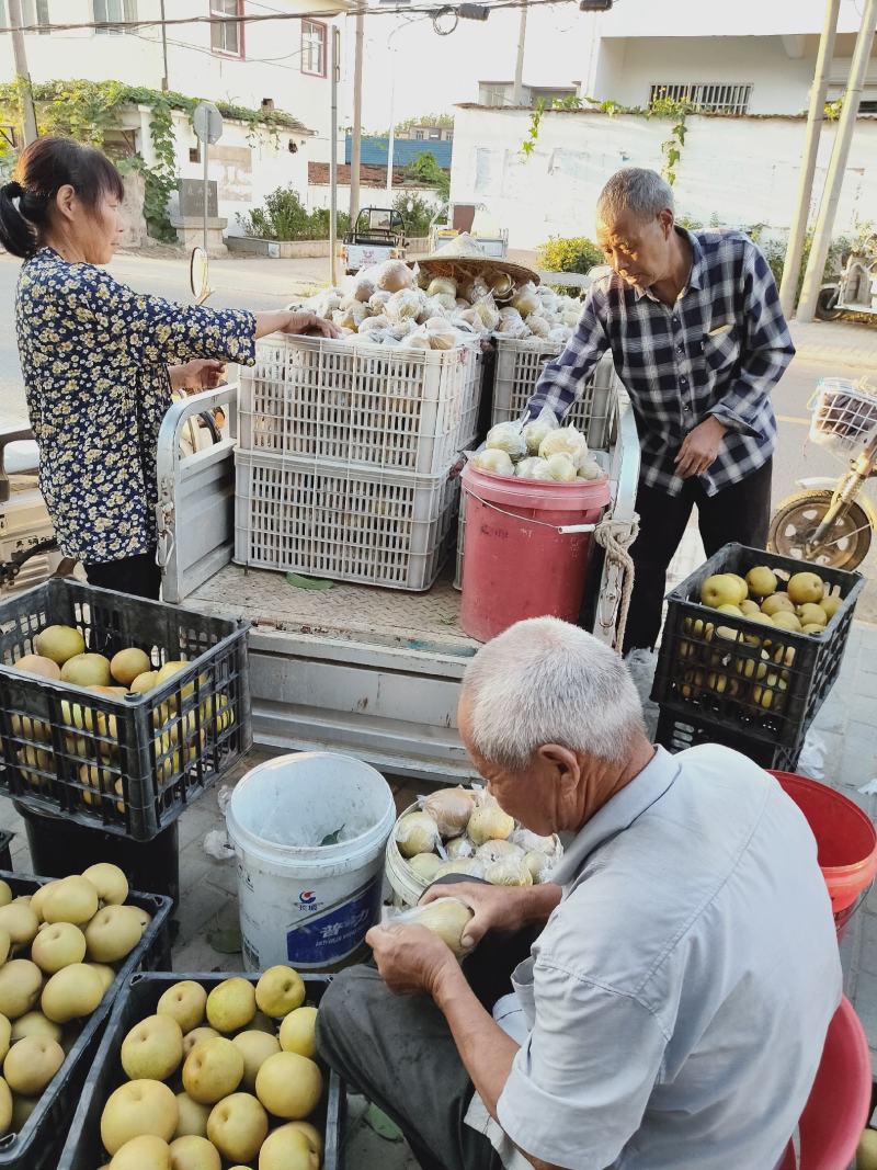 [精选]纸袋晚秋黄梨大量上市对接各大电商市场档口罐头果汁