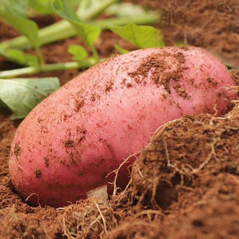 红皮土豆上架接单！富含营养价值高，产地直发，大量现货
