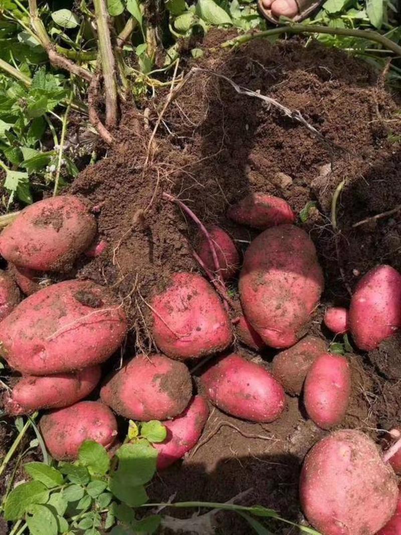 红皮土豆上架接单！富含营养价值高，产地直发，大量现货