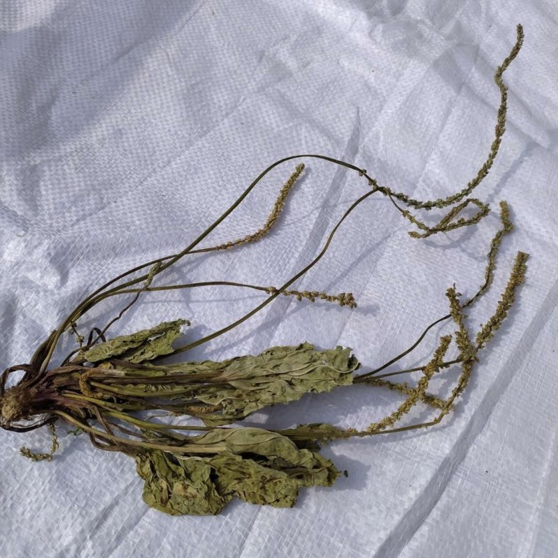 车前草产地直供可搭配多品种采购大货联系客服