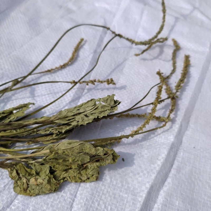 车前草产地直供可搭配多品种采购大货联系客服
