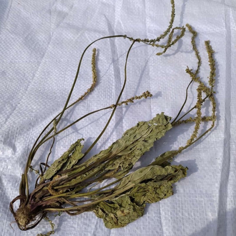 车前草产地直供可搭配多品种采购大货联系客服