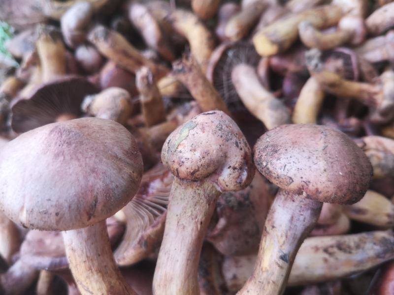 批发零售肉蘑松伞蘑红蘑条子