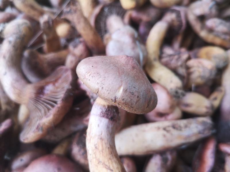 批发零售肉蘑松伞蘑红蘑条子