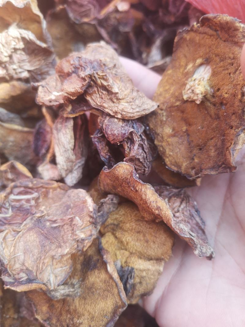 常年批发零售松蘑美味牛肝菌松蘑美味系列