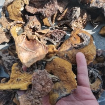 常年批发零售松蘑美味牛肝菌松蘑美味系列