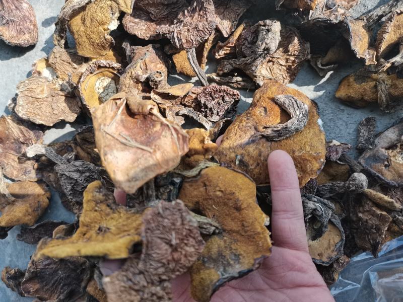 常年批发零售松蘑美味牛肝菌松蘑美味系列