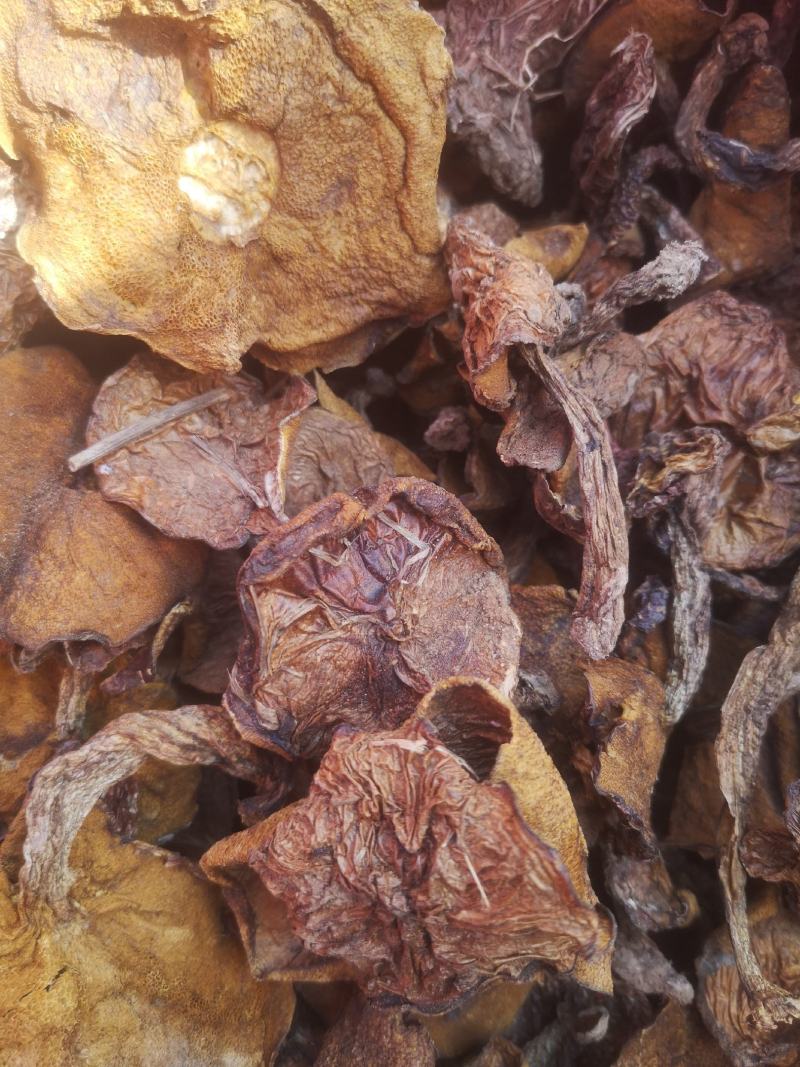 常年批发零售松蘑美味牛肝菌松蘑美味系列