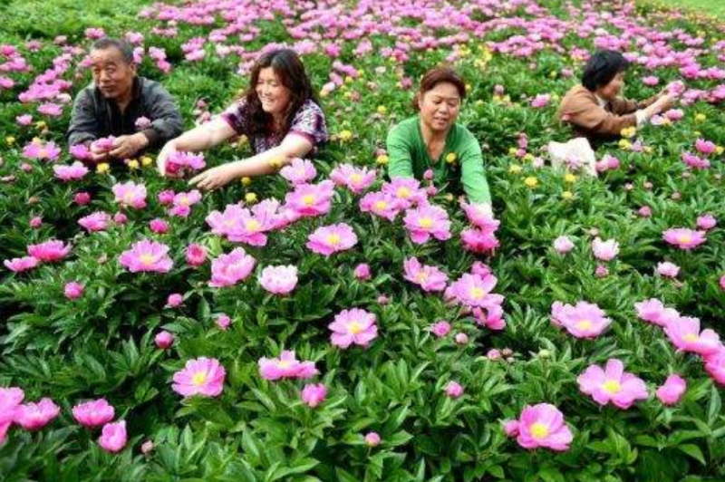 芍药种子，芍药种子林下种植易种花卉种子重瓣大