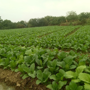 专业种植迟菜心，基地直供