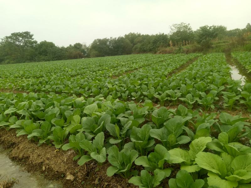 专业种植迟菜心，基地直供