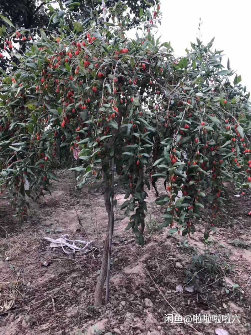 枸杞树盆景老桩产地直销