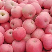 红富士苹果大量上市，个头均匀，颜色红又亮，口感脆又甜