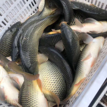 鲤鱼回锅鱼批发量大从优鱼质上等