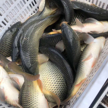 鲤鱼回锅鱼批发量大从优鱼质上等
