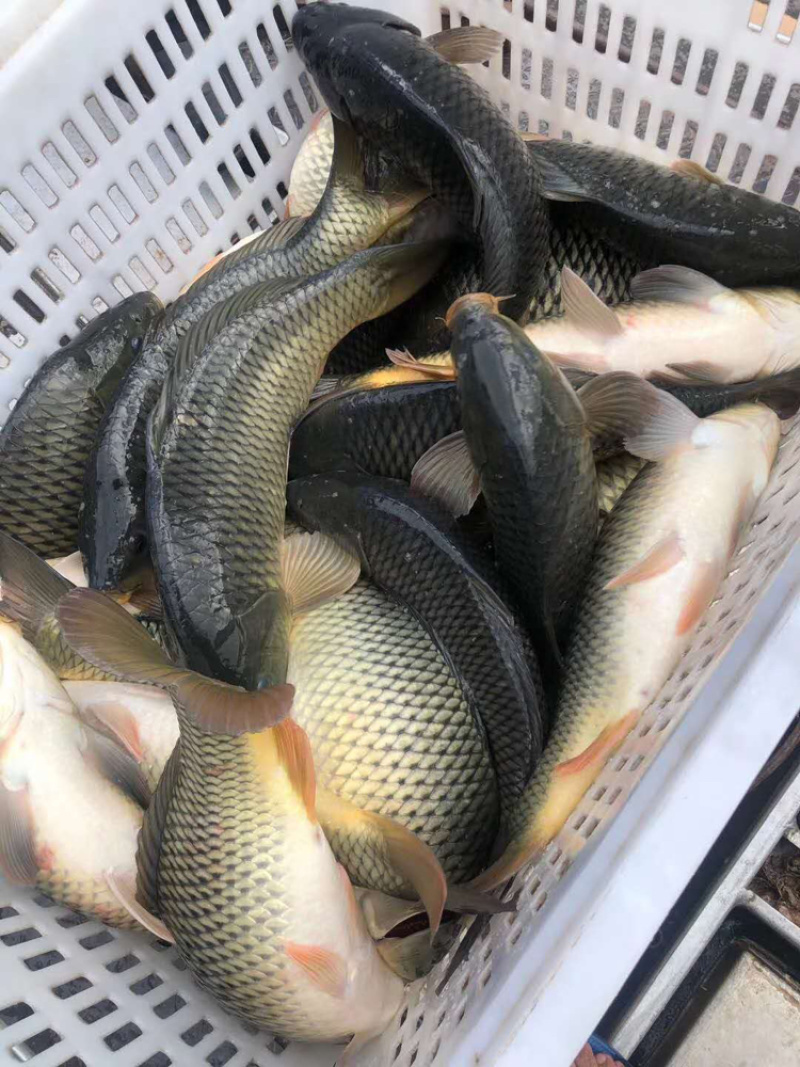 鲤鱼回锅鱼批发量大从优鱼质上等