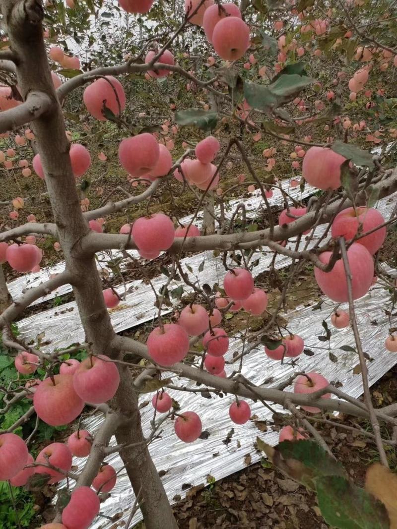 红富士苹果欢迎你采购