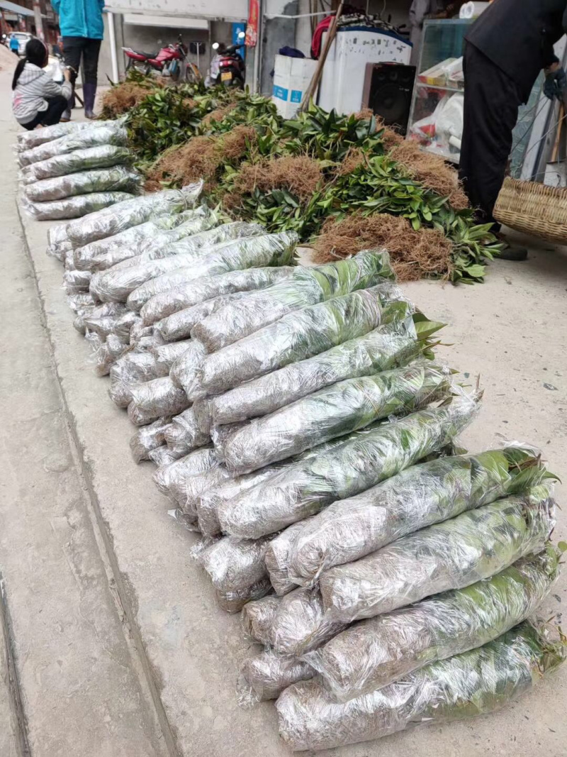 （🈶️好物）布福娜长寿果苗包技术包成活