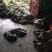 （🈶️好物）布福娜长寿果苗包技术包成活