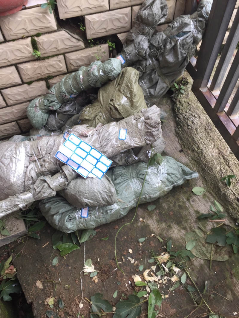 （🈶️好物）布福娜长寿果苗包技术包成活