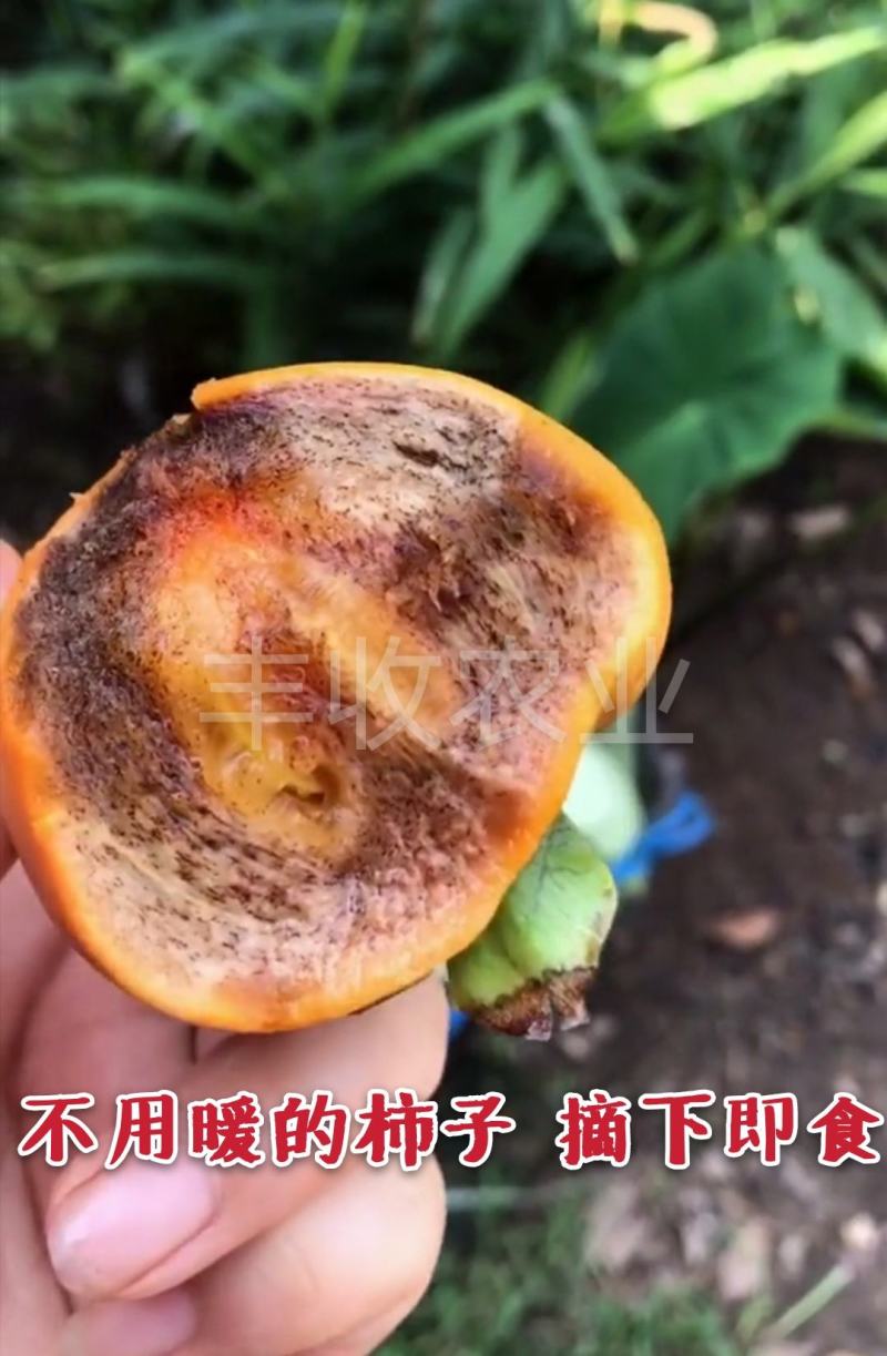 【爆品】黑心冰糖柿苗新品种摘下即吃卖疯了包邮