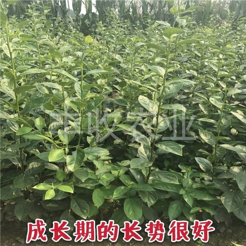 【爆品】黑心冰糖柿苗新品种摘下即吃卖疯了包邮