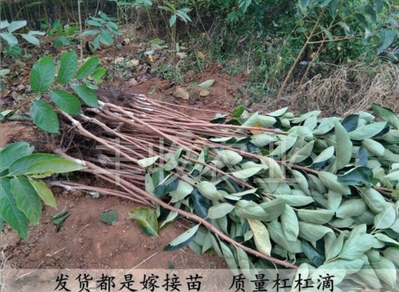 【爆品】黑心冰糖柿苗新品种摘下即吃卖疯了包邮