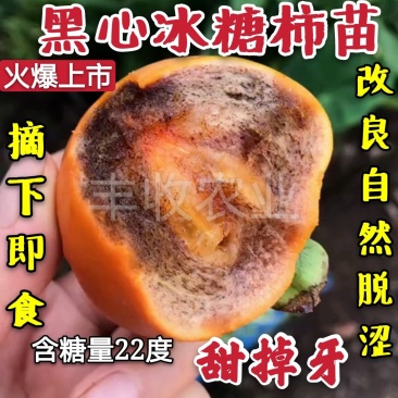 【爆品】黑心冰糖柿苗新品种摘下即吃卖疯了包邮
