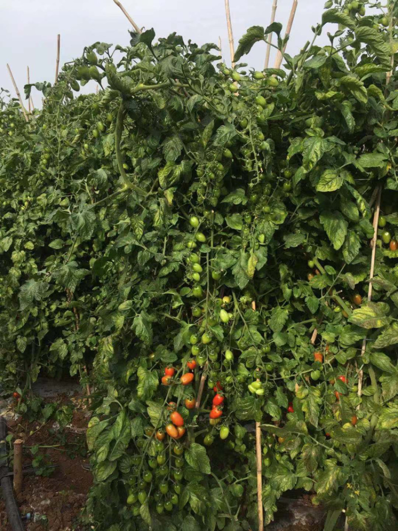 仙贝615樱桃红果小番茄圣女果种子/可零售批发