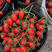 仙贝615（樱桃红果小番茄），产量高果型好，抗病性好