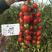 仙贝615（樱桃红果小番茄），产量高果型好，抗病性好