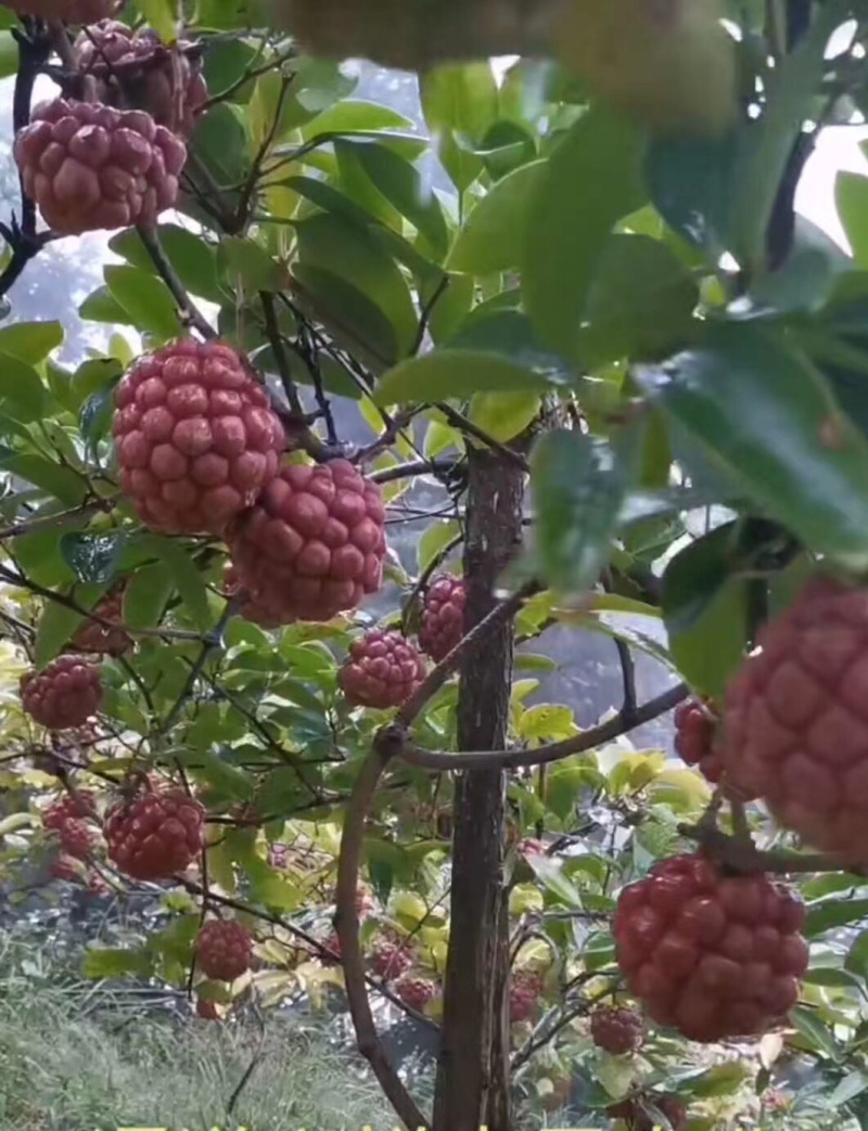（🈶️好物）布福娜长寿果苗包技术包成活