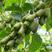 软枣猕猴桃苗产量高耐寒品种南北种植现挖现发包成活