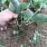 软枣猕猴桃苗产量高耐寒品种南北种植现挖现发包成活